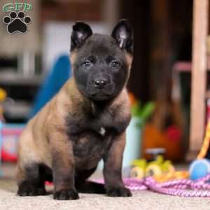 Dixie, Belgian Malinois Puppy